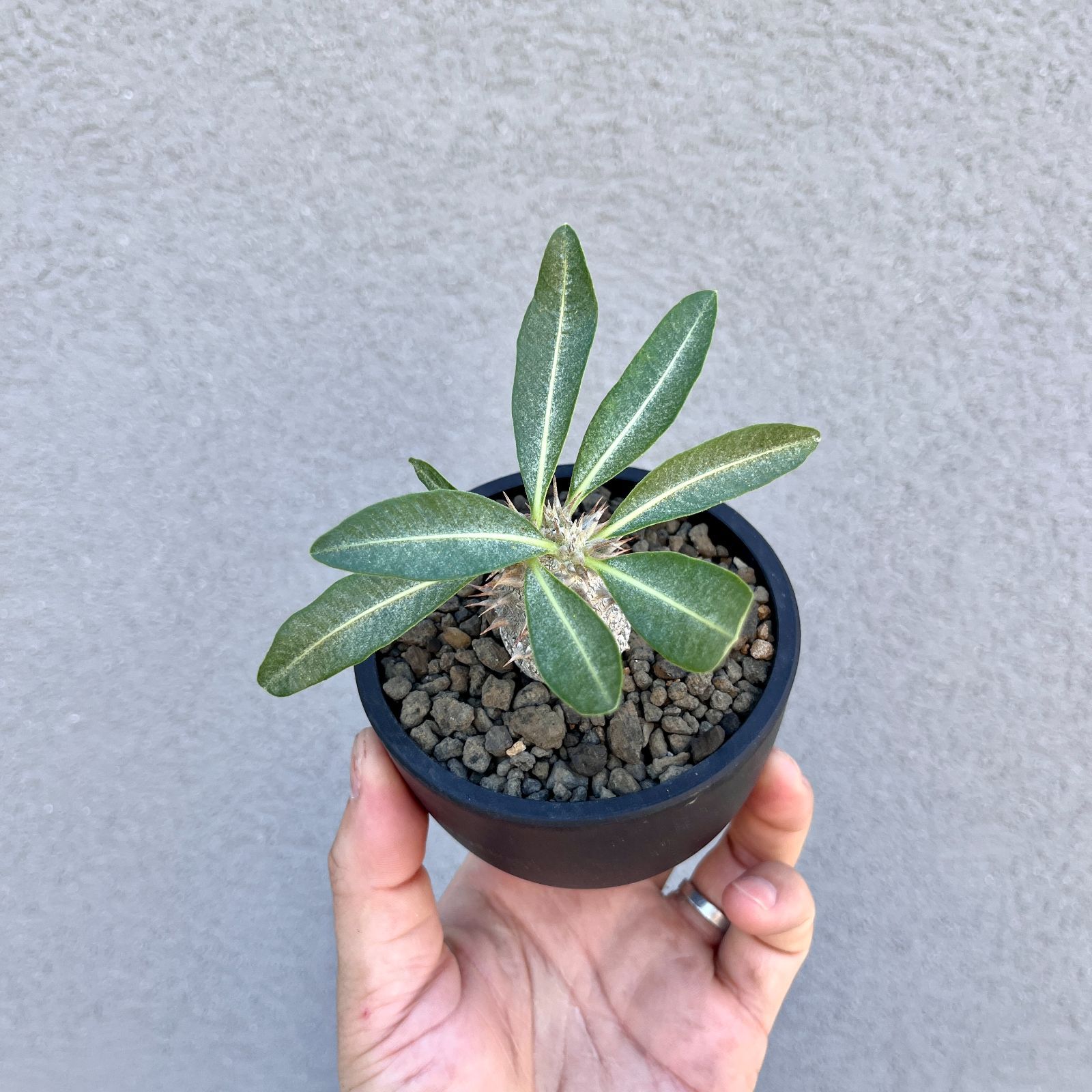パキポディウム・グラキリス 実生株｜Pachypodium rosulatum var