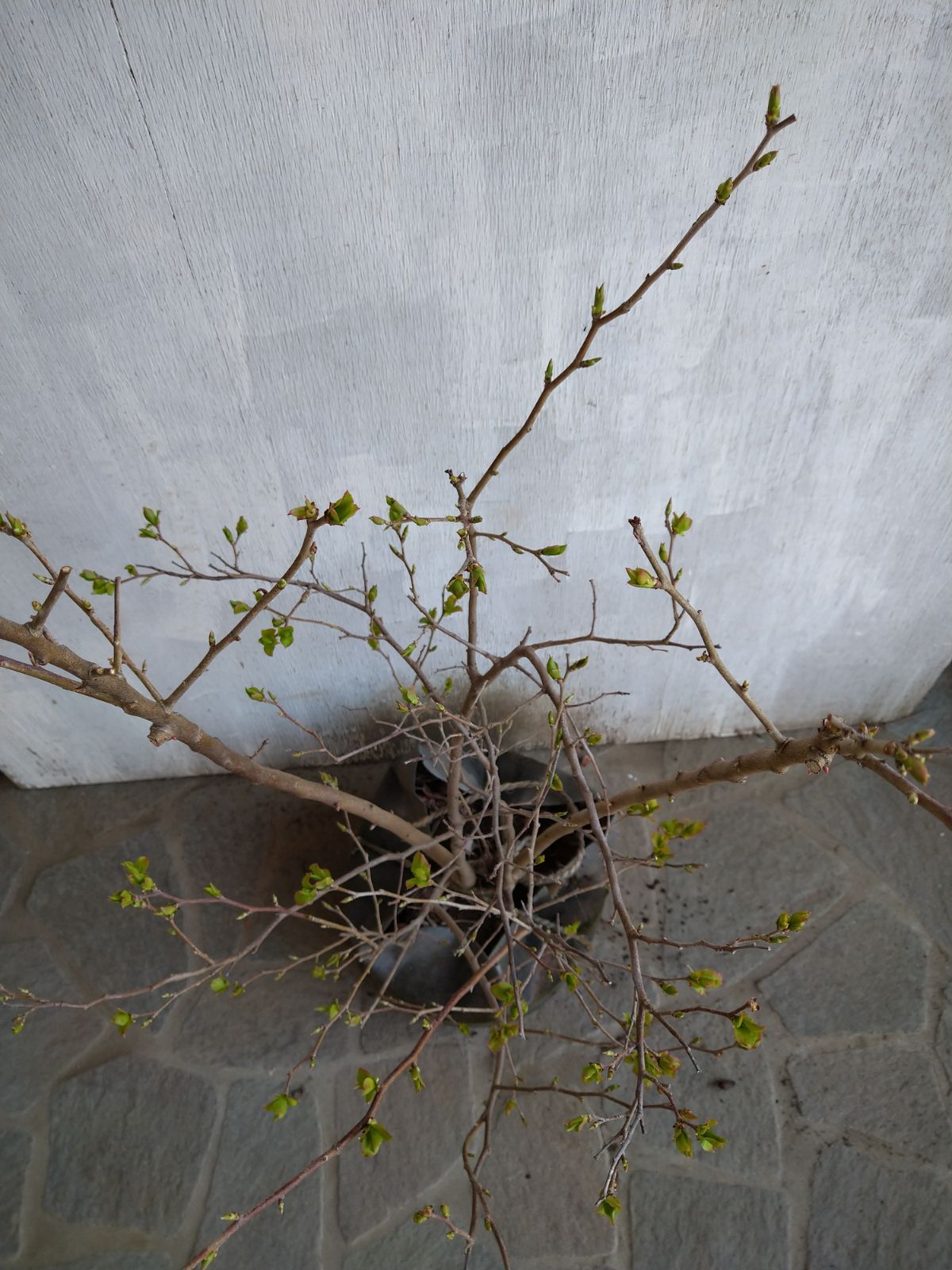 ナツハゼ株立ち