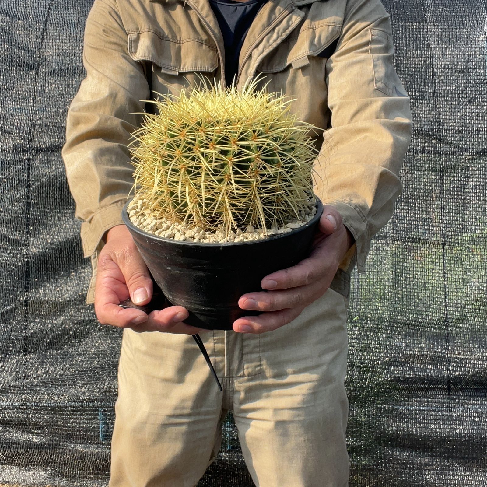 サボテン　金鯱錦　実根　鉢ごと発送 サボテン 金鯱錦 実根 鉢ごと発送 - メルカリ