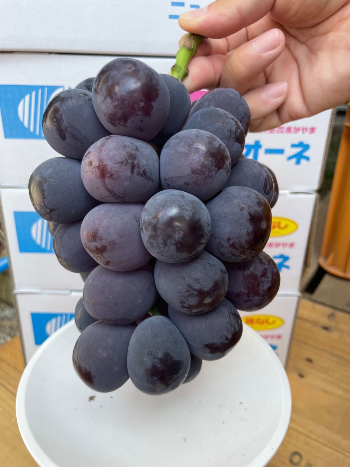 最高の品質の ピオーネ 粒 種なし 900g 果物