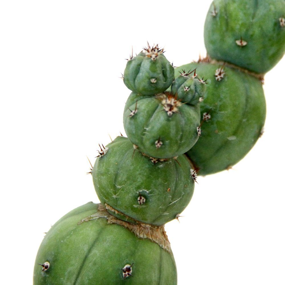 ゲオメトリザン ミューテーション