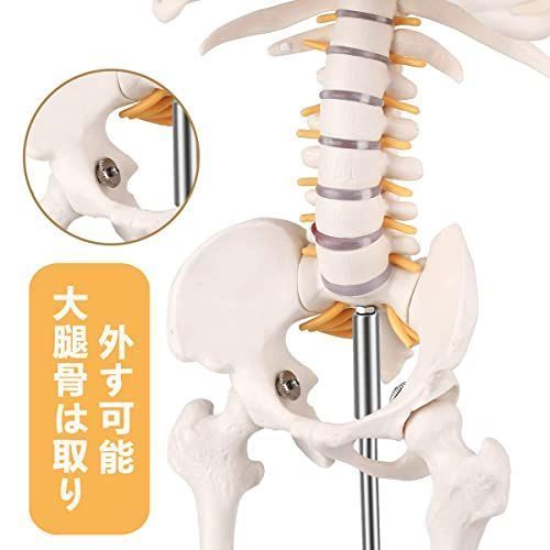 85 【高品質】人体骨格模型 直立 高精度 1/2 モデル 脊髄神経根 椎骨