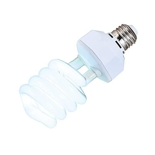 小鳥の日光浴ライト