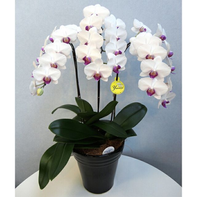 ラン 花鉢