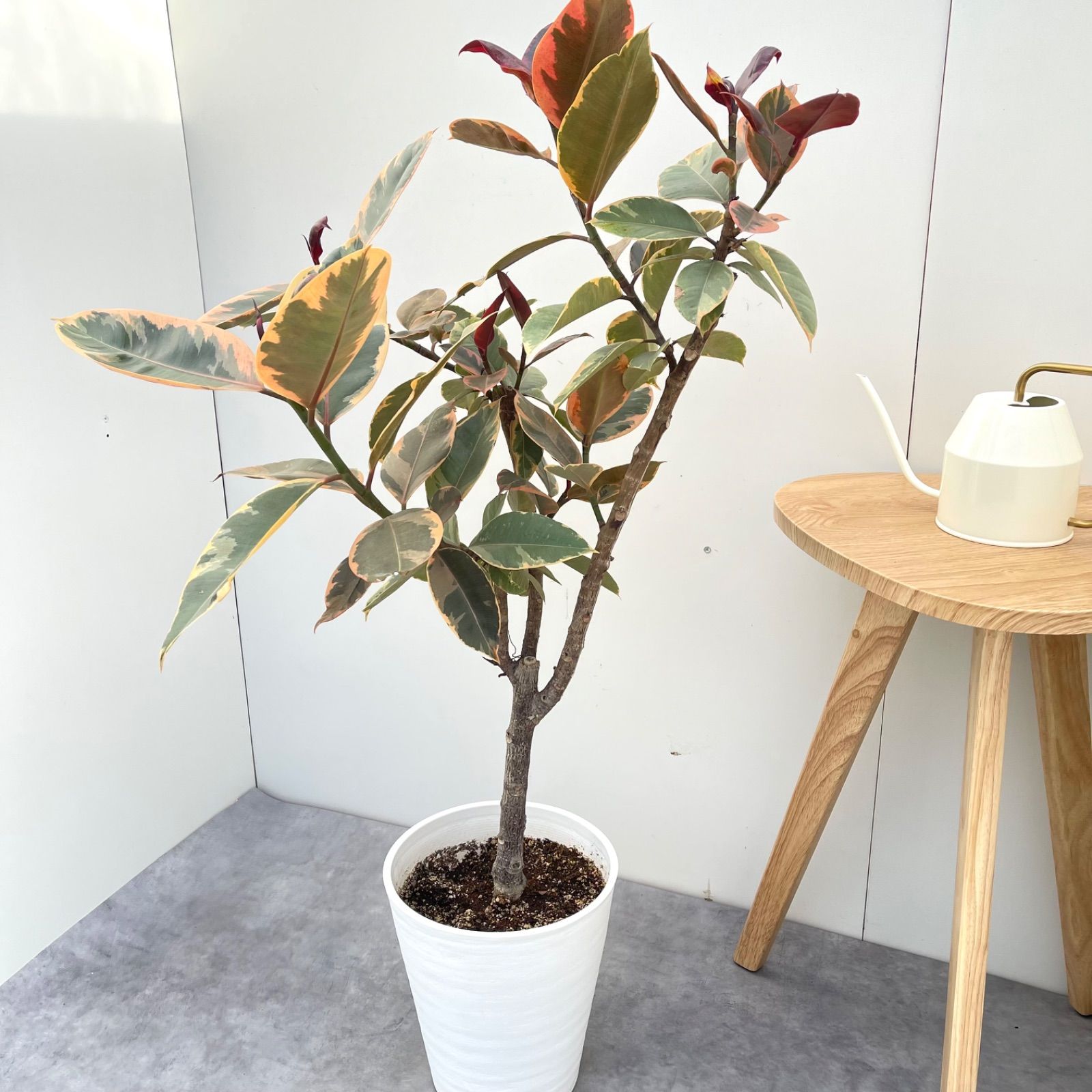 フィカス ルビー ストレート 9 現品 観葉植物 大型 室内 現品ゴム フィカス ルビー インテリア 観葉植物