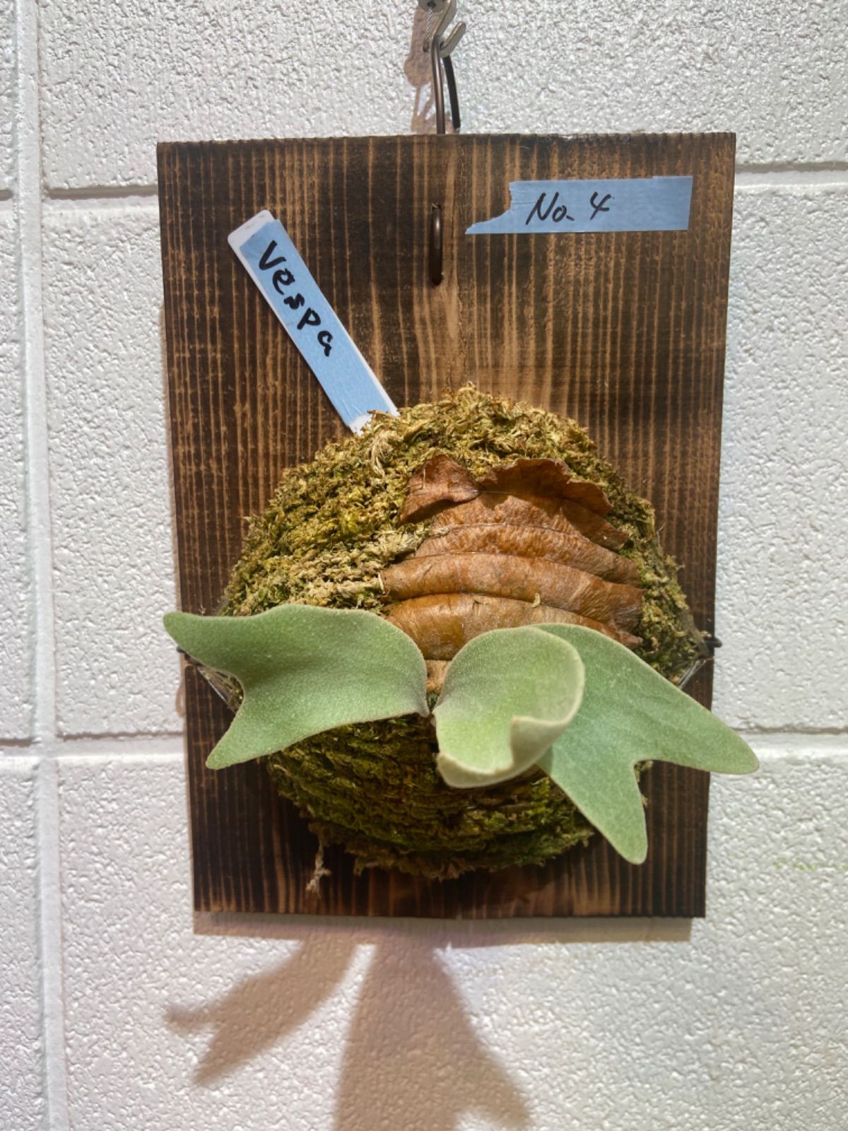 P.Paul Vespa(OC)子株 ビカクシダ ポールベスパ - メルカリ