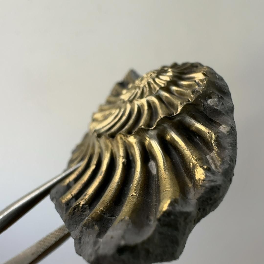 E23103】黄鉄鉱化したアンモナイト パイライト 黄鉄鉱