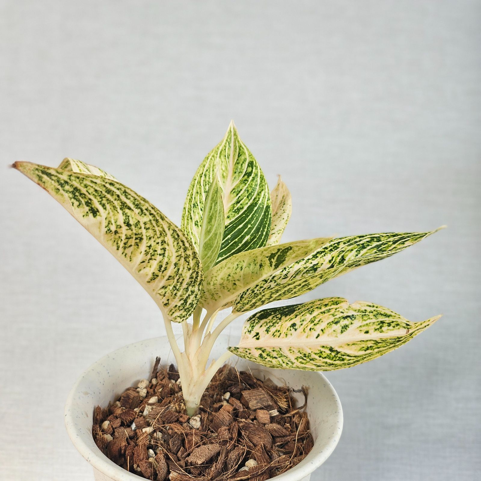 アグラオネマ Sp. ホワイトレガシー》 Aglaonema Sp. 'White Legacy