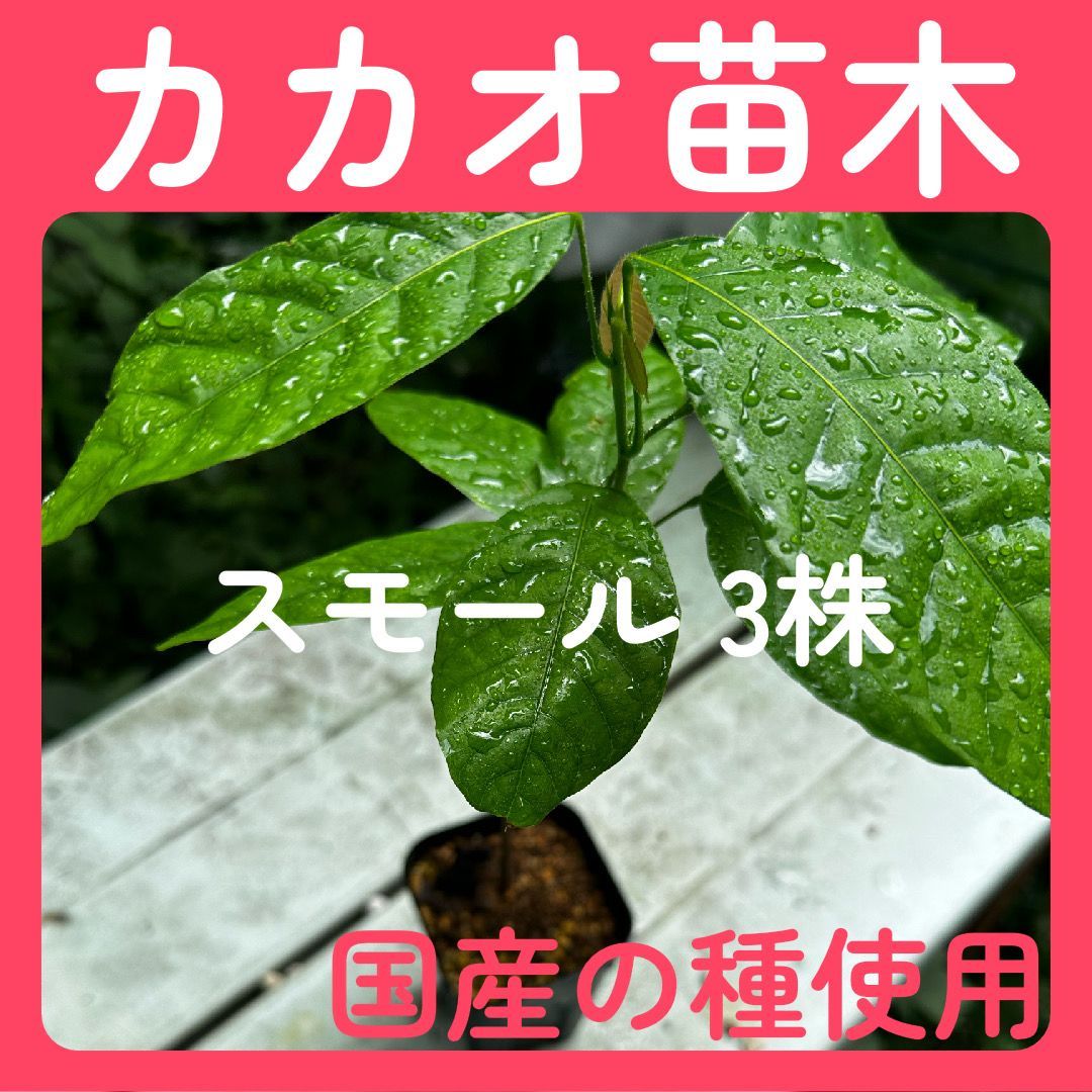 スモールサイズ(～45cm)】 3株 国産カカオの実から育てたカカオ苗 - 自宅でカカオを楽しむ - メルカリ