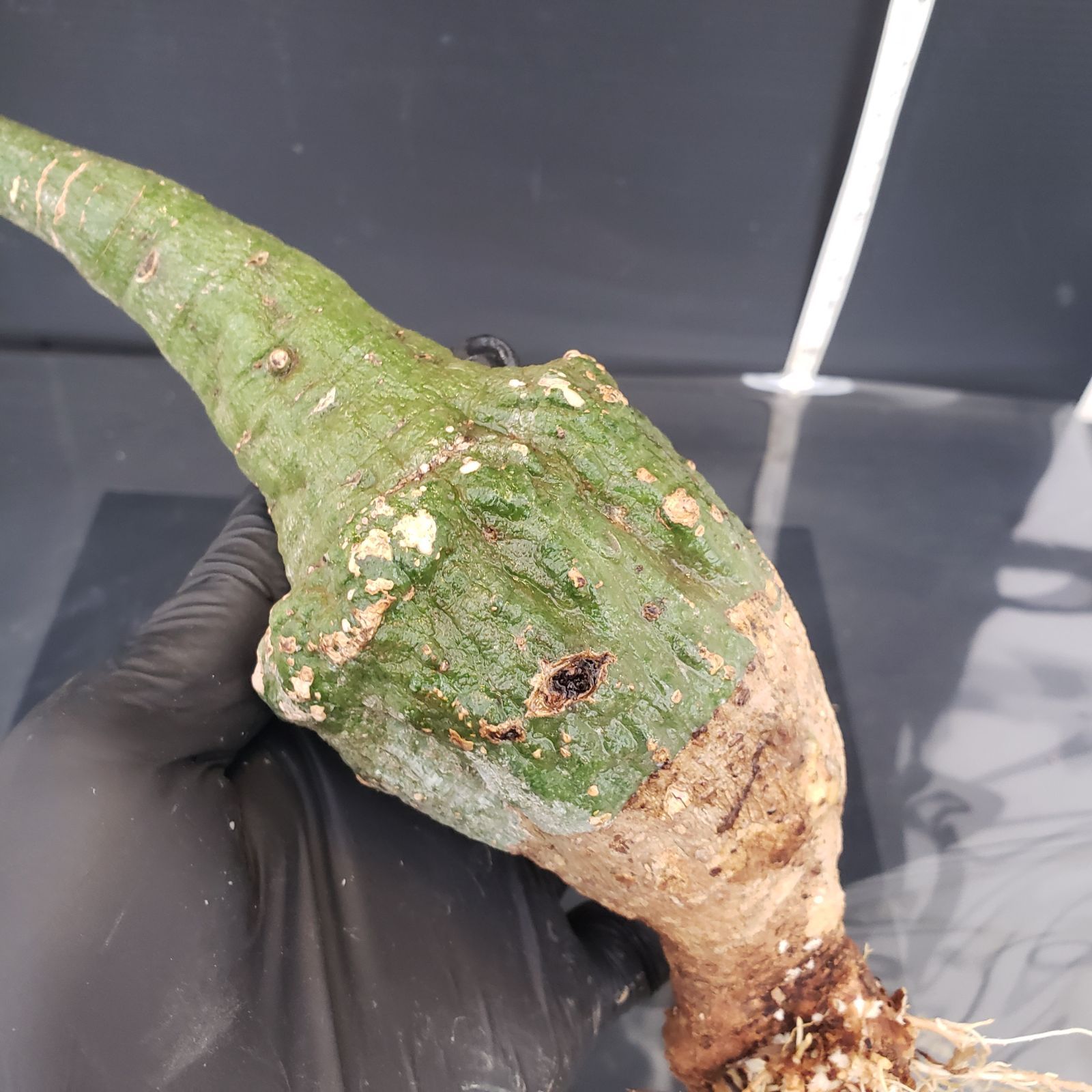 L076 厳選深緑！アデニア クリスタルグリーン 現地球 V236【自社水耕発