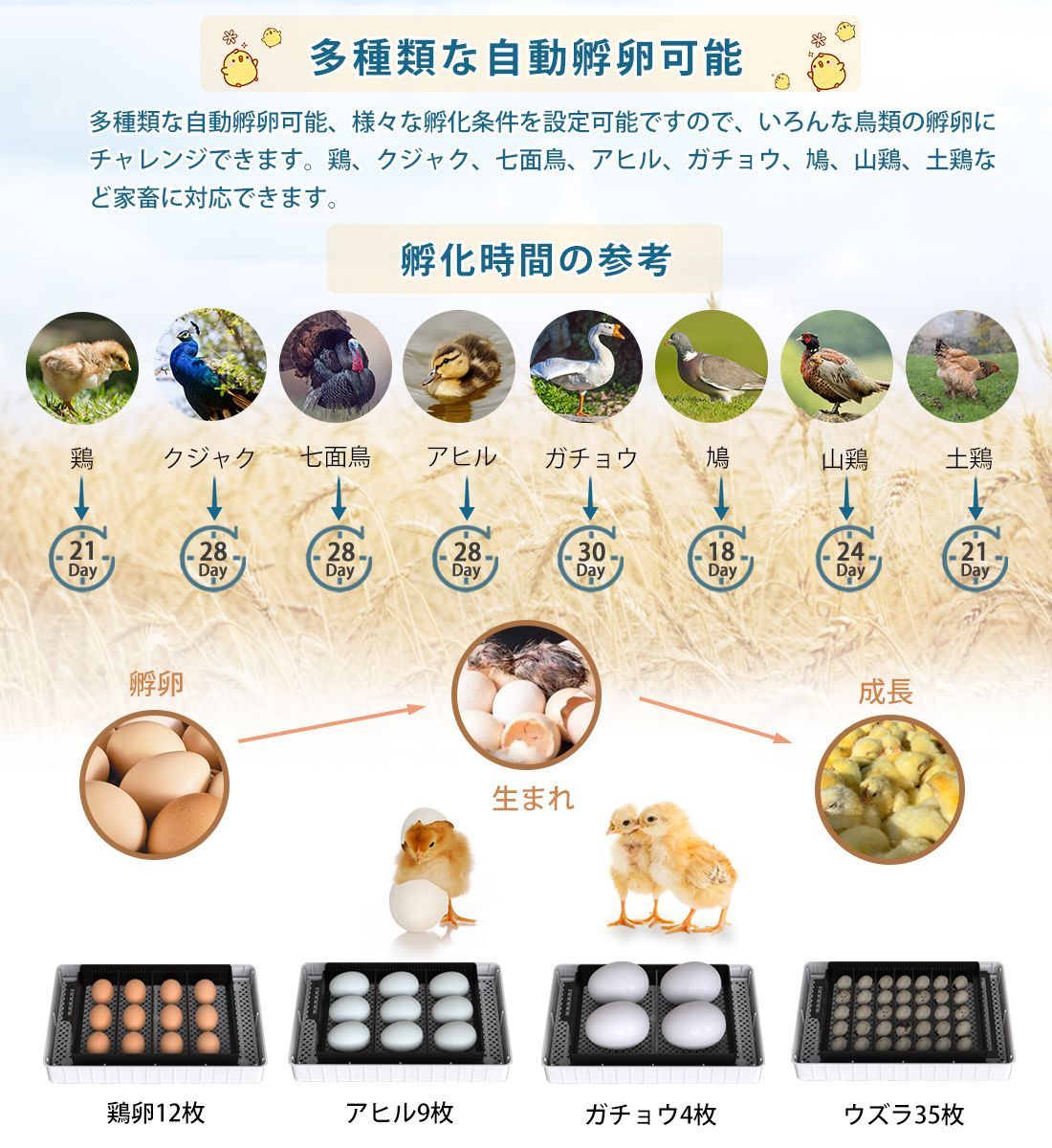 孵化器 ニワトリ