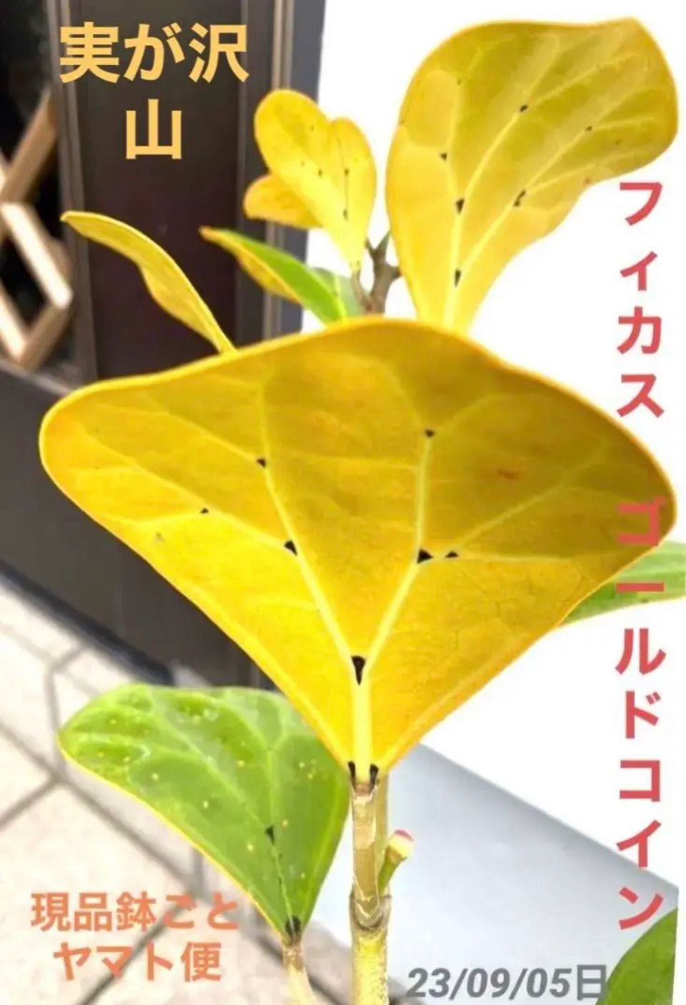 希少種 フィカス・ゴールドコイン ゴムの木 観葉植物　初心者にも〇菩提樹