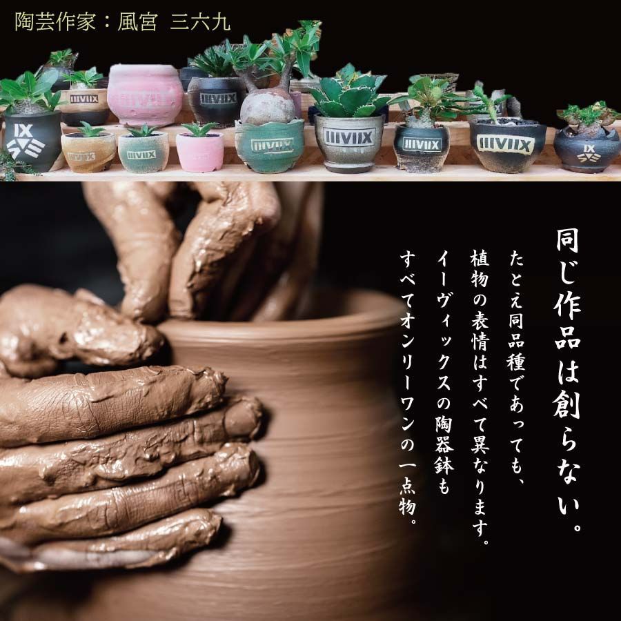 陶器鉢とトレーセットMサイズ  WYM絆プロデュース検塊根植物 グラキリスアガベ