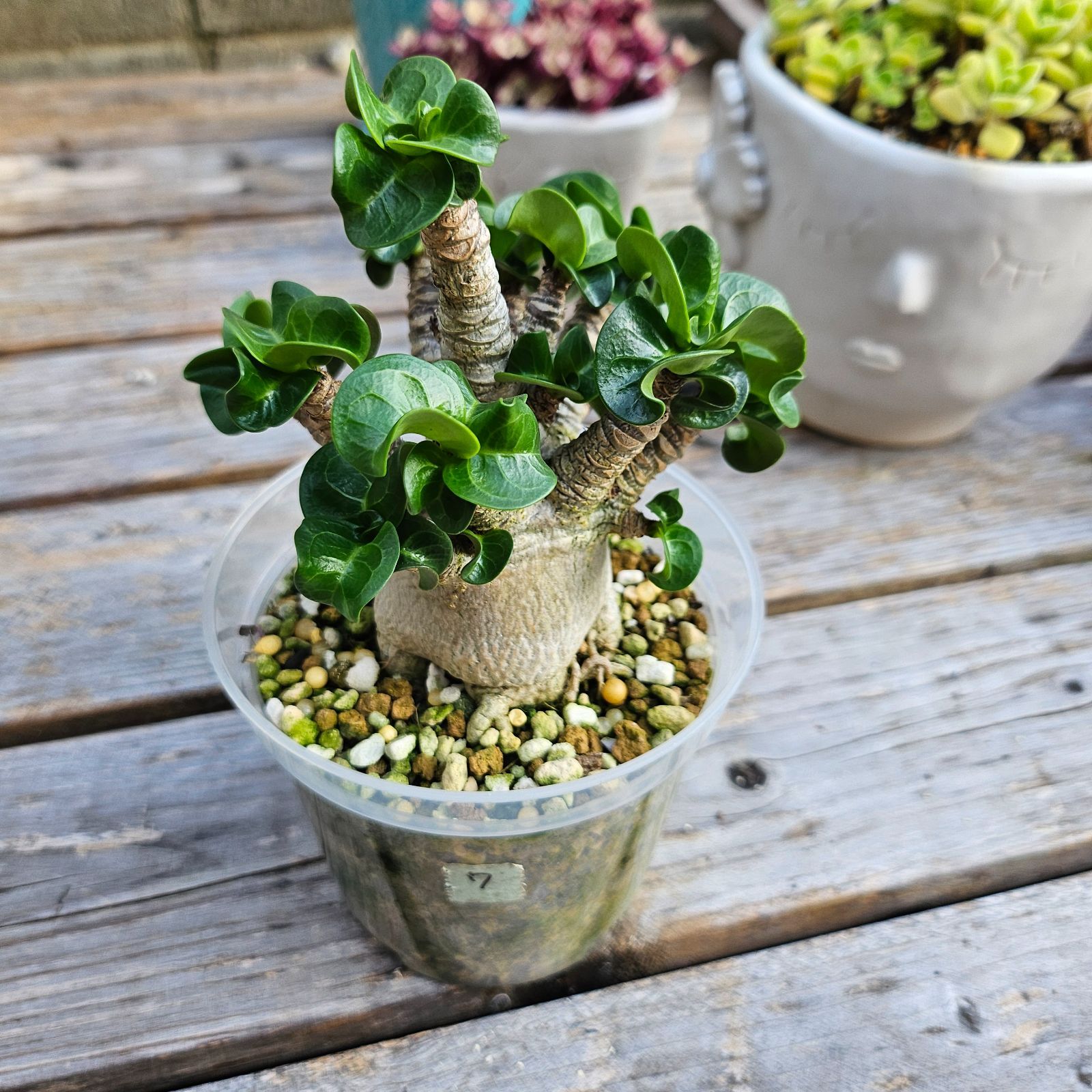 ⑦《 Adenium Arabicum D.H.A》アデニウム アラビカム 獅子葉 ⑦《 Adenium Arabicum D.H.A》アデニウム アラビカム 獅子葉