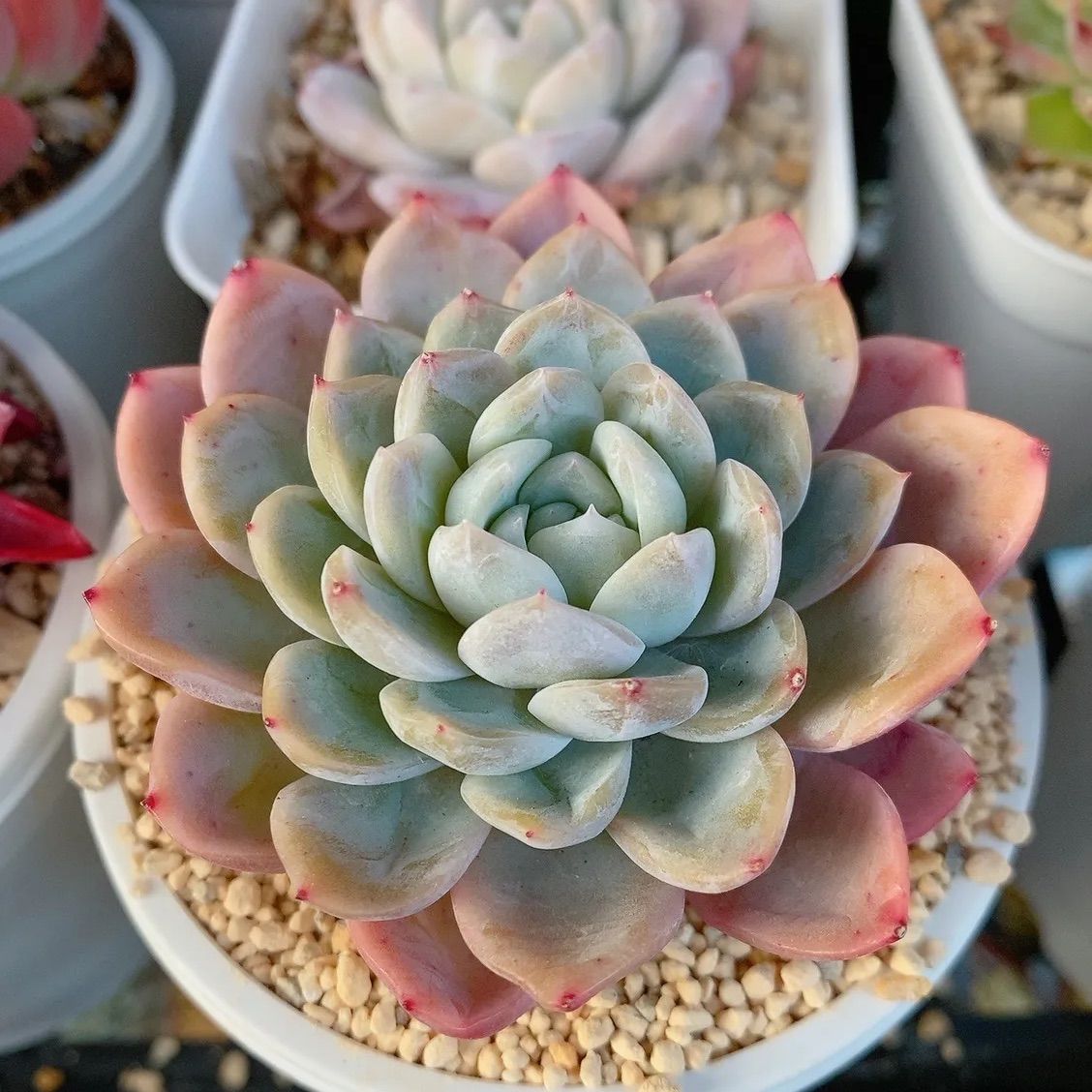 ②ホワイトローズ 韓国苗 多肉植物
