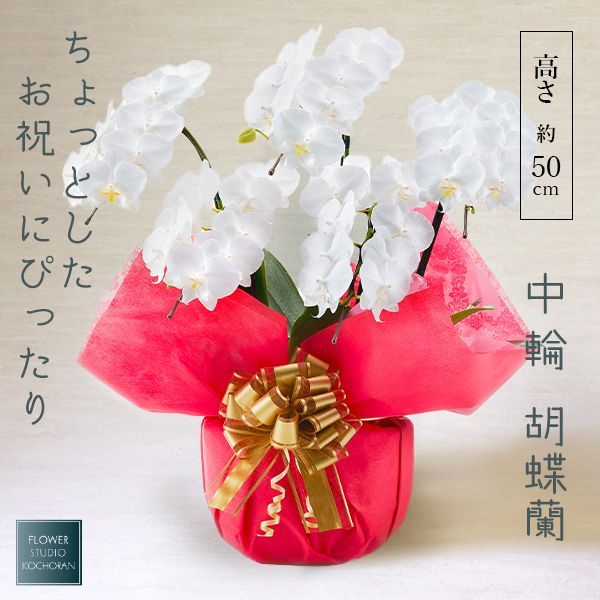 神秘の世界エルハザード 三鷹市水道部 イフリータ B2ポスター 神秘の