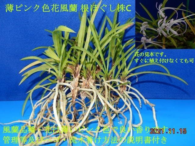 薄ピンク色花 風蘭 根ほぐし株C - メルカリ