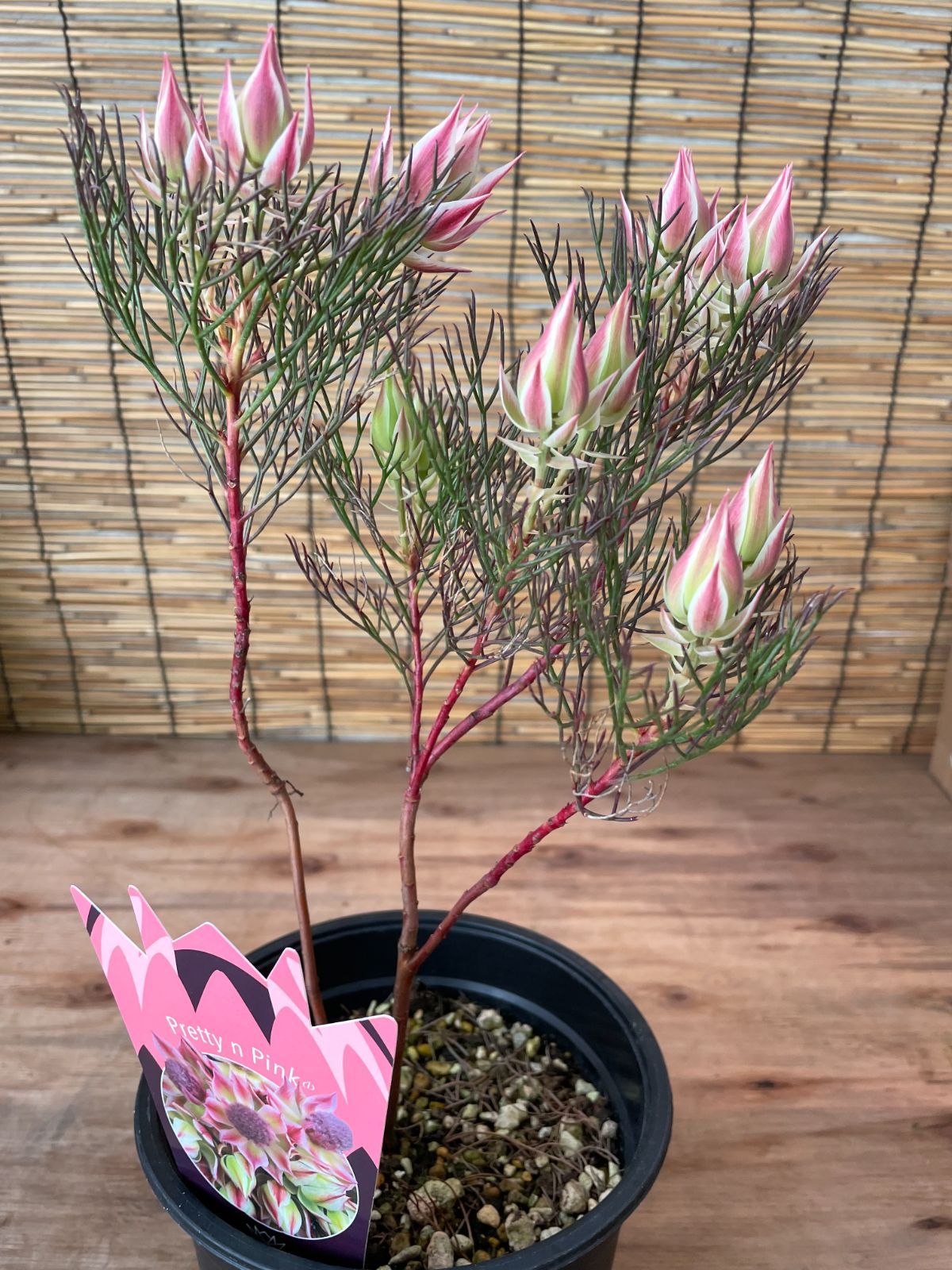 ブラックプリンス錦 ベス ベイツ メルカリ便 多肉植物