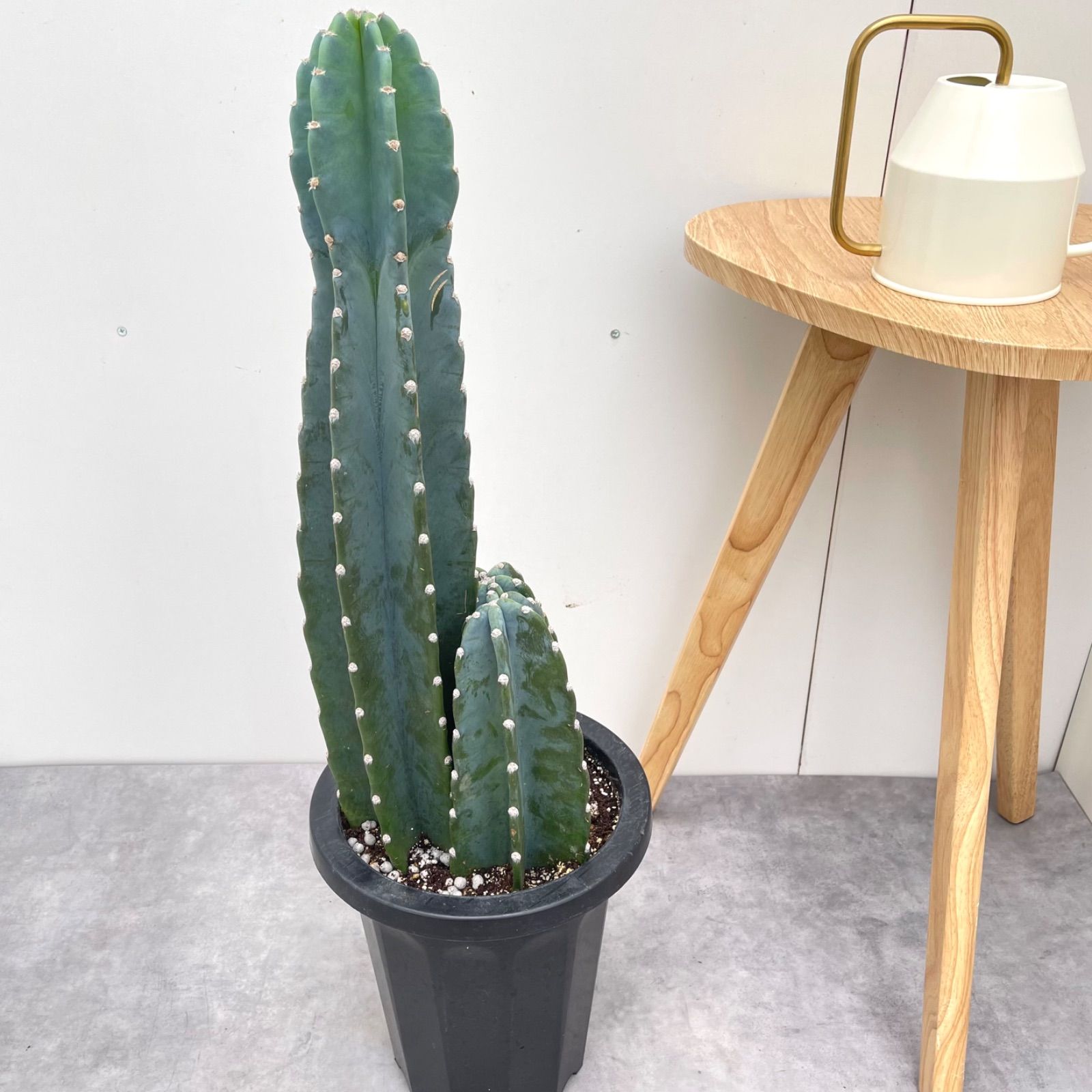 柱サボテン 3本立て 2【現品】観葉植物 ドライガーデン 大型 柱サボテン 3本立て 2【現品】観葉植物 ドライガーデン 大型