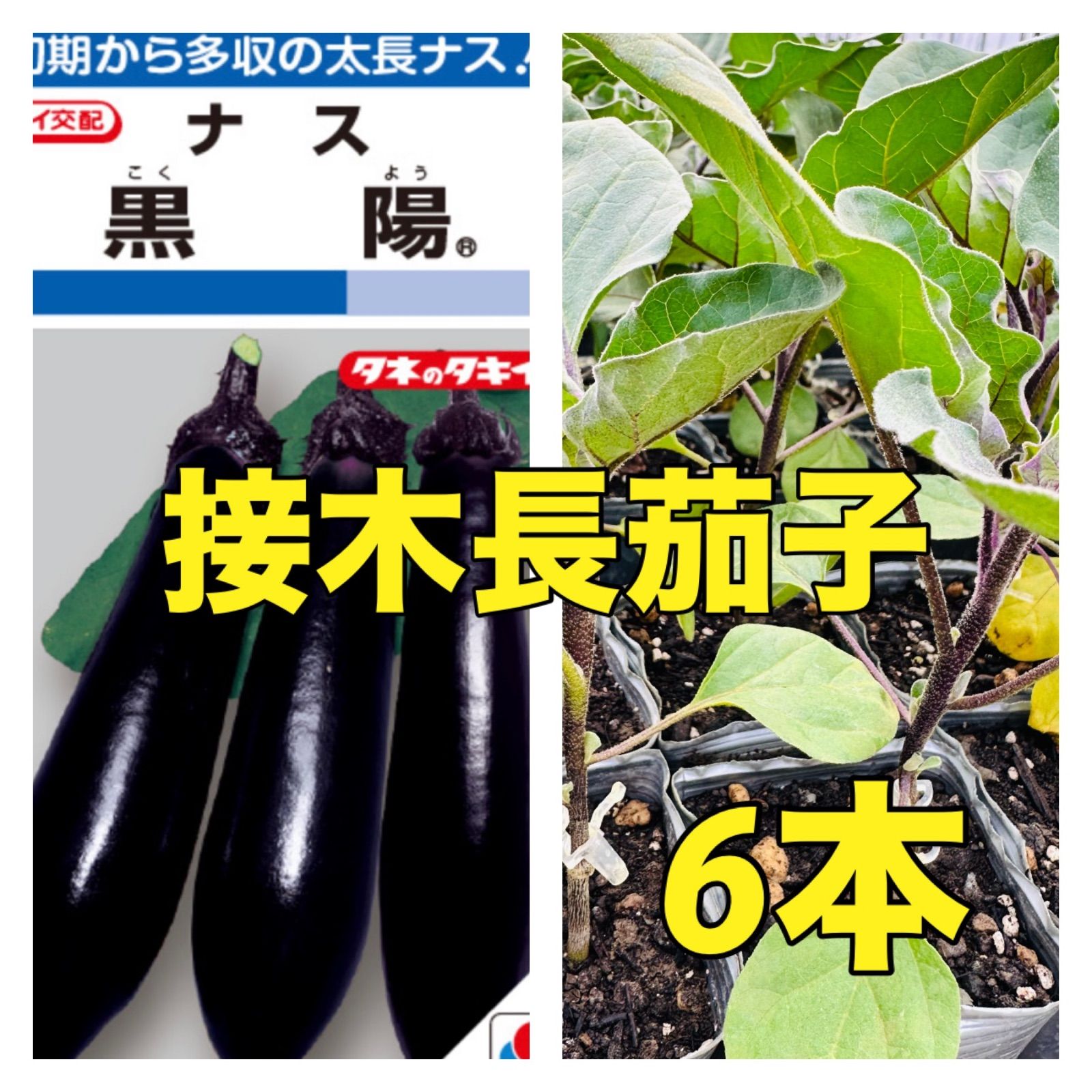 苗の専門店‼️接木長茄子‼️黒陽6本‼️収穫量が多く作りやすい‼️