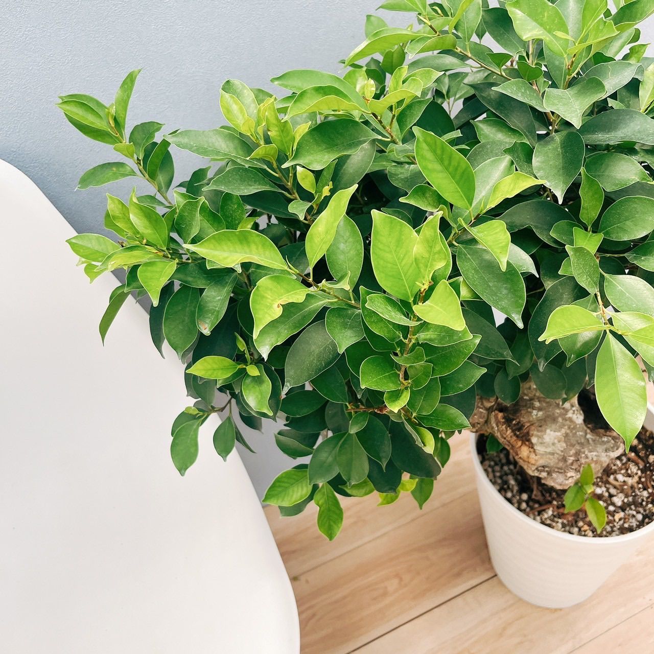 現品］【希少】80番 ガジュマル 極太 10号 尺 観葉植物 室内 レア ゴム