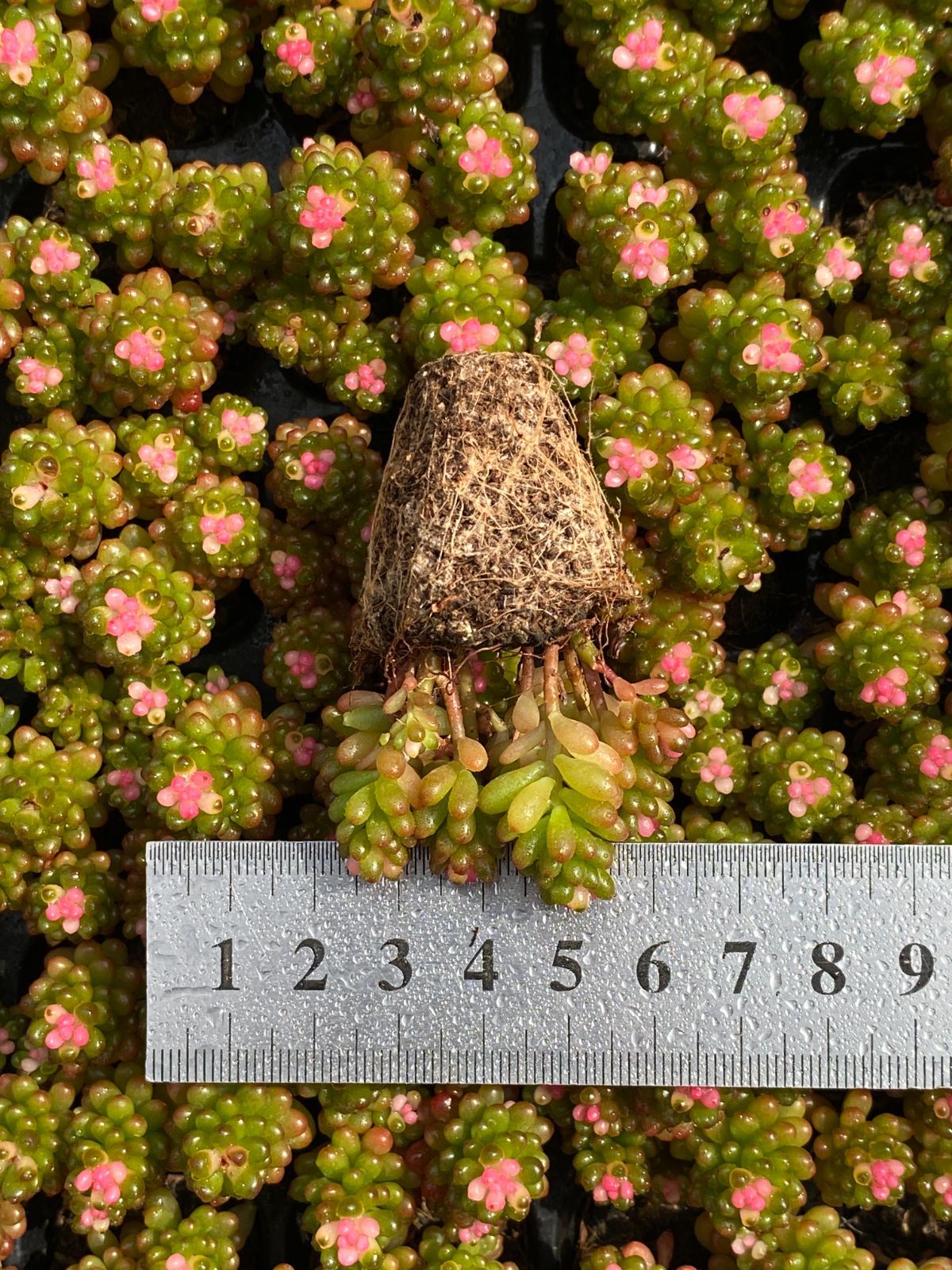 サボテン 詰め合わせ