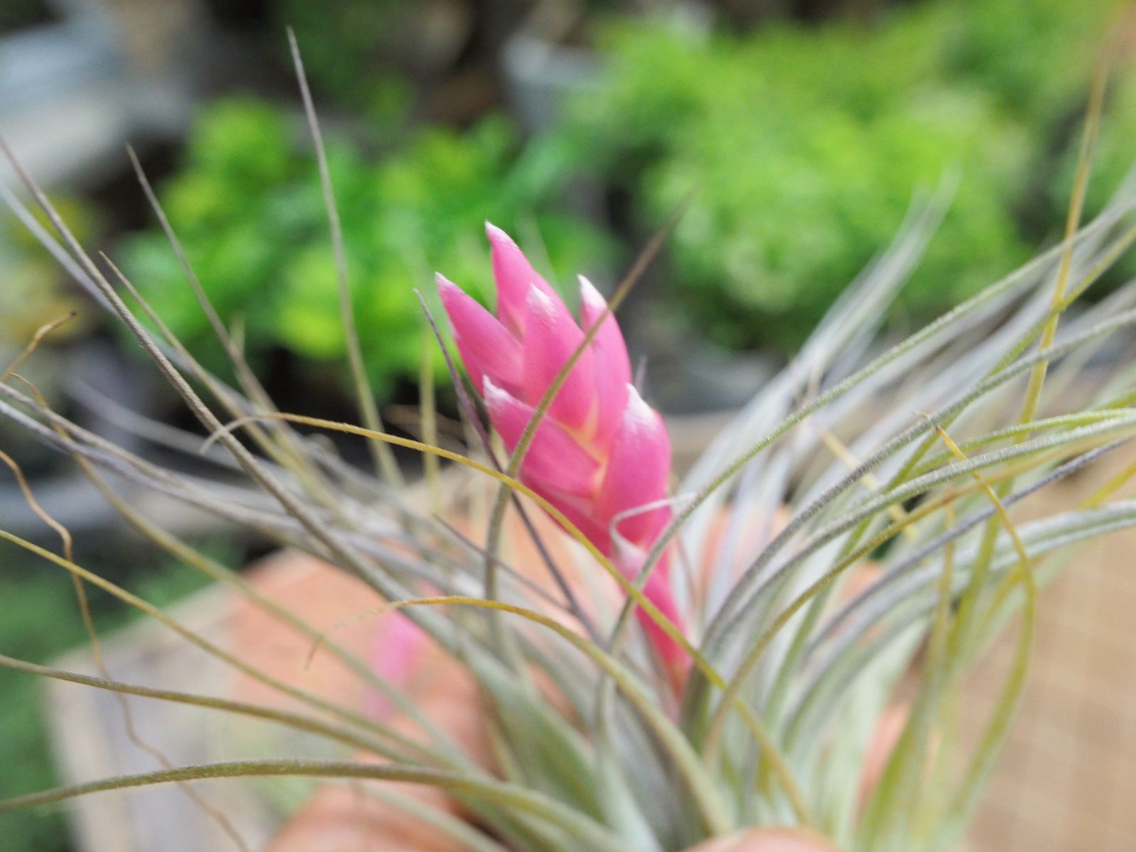 チランジア ロイテリ② (メルカリ便にてお届けします) チランジア コットンキャンディー2個セット エアプランツ エアー