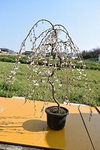 【数量限定】富士しだれ桜 富士しだれ桜 しだれ桜一重 盆栽向け苗