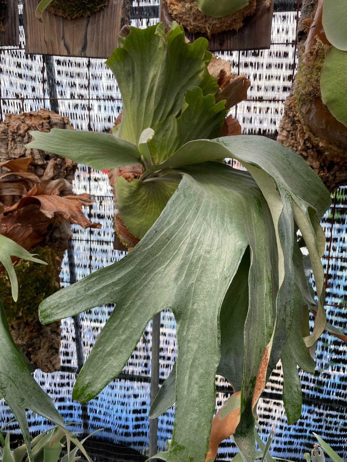 ビカクシダ フルムーン P.Full moon