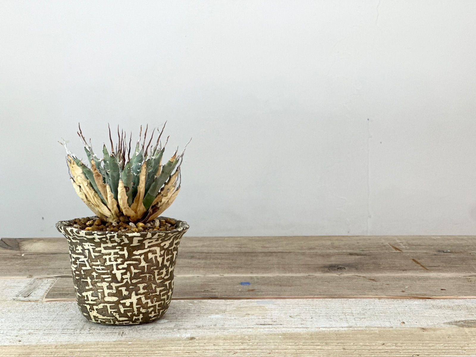 9*6様 30アガベ ユタエンシス エボリスピナ Special 裏棘 陽炎強刺 9