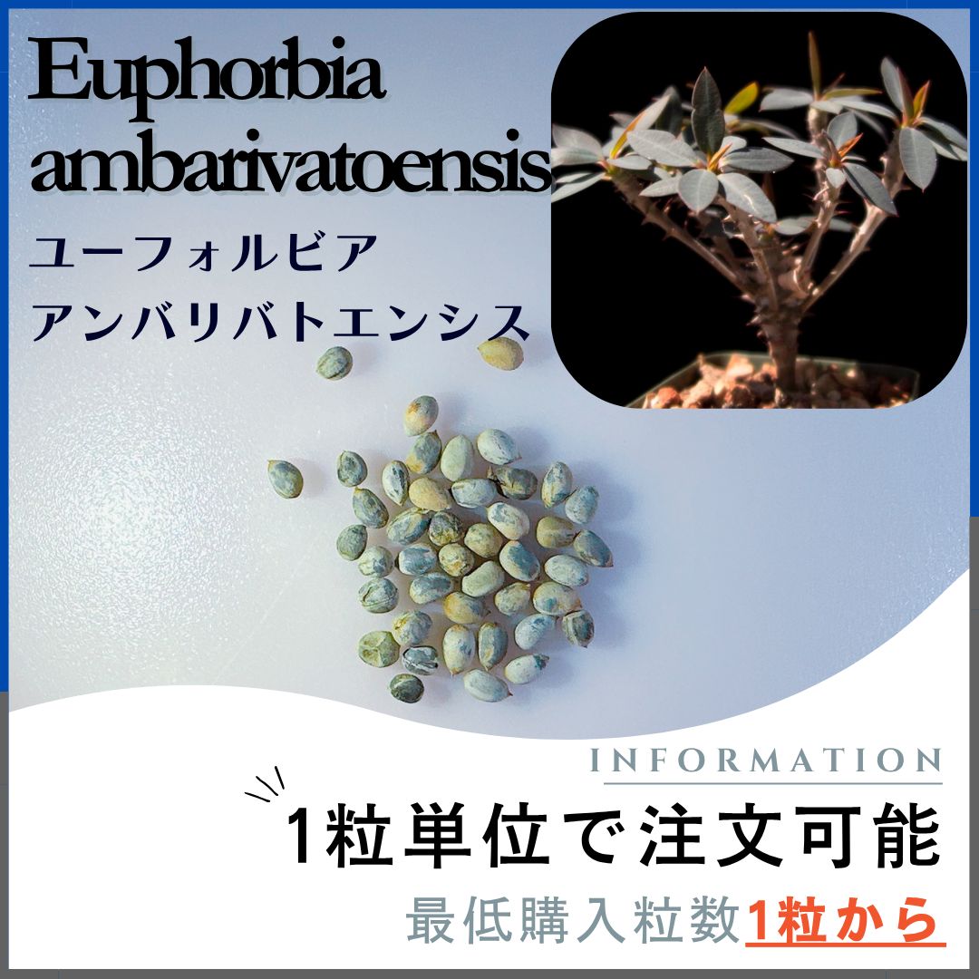 ユーフォルビア　カンダレンシス 種子3粒 種子】ユーフォルビア アンバリバトエンシス /セット割あり 数量