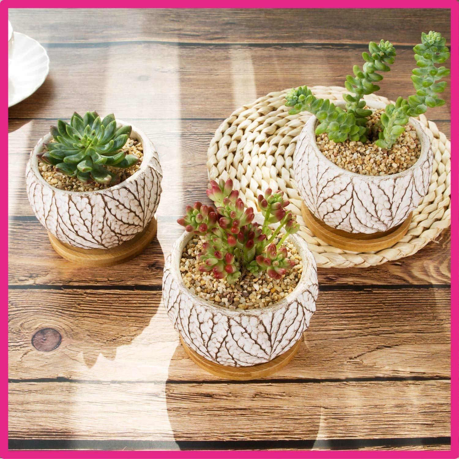 新品「多肉植物の欲しがる植木鉢」3号相当 特価12個セット 送料