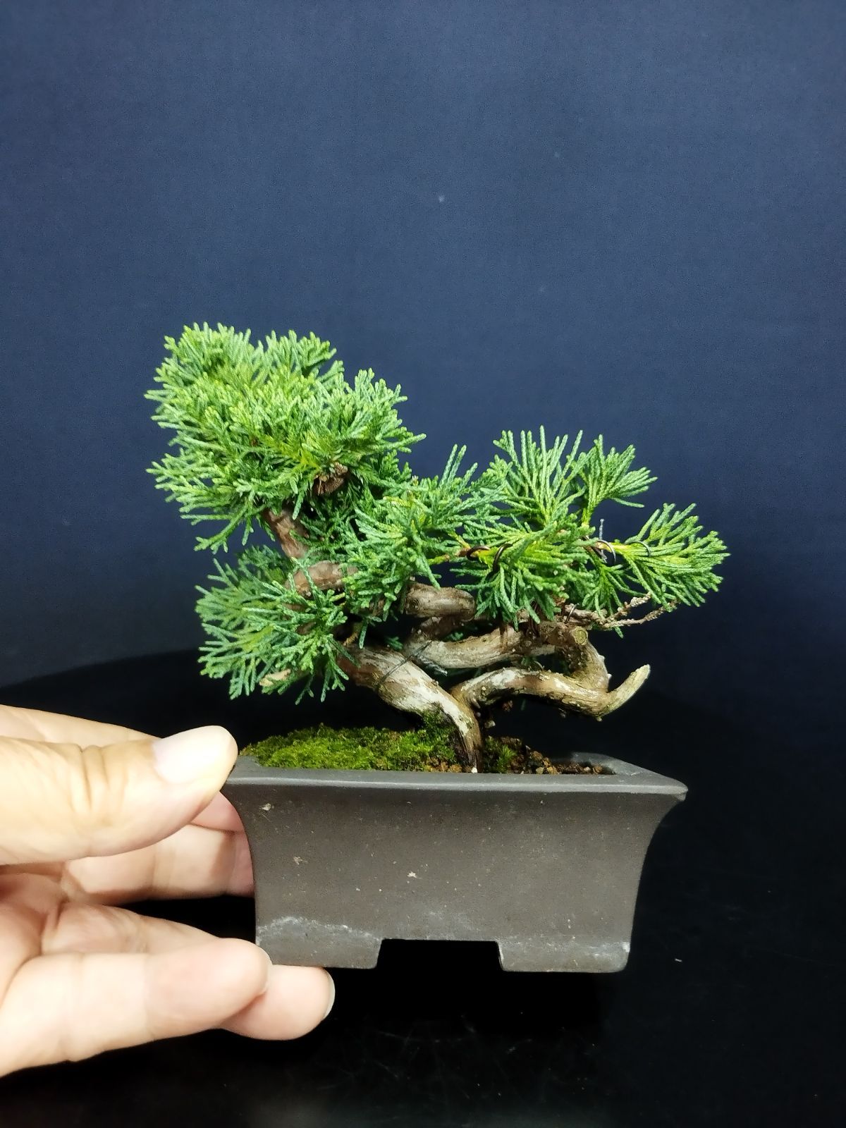 美品！真柏盆栽！ 古木！黒松雑木盆栽 株）一樹園 黒松 中品盆栽／樹齢35年 [石卓鉢黒松五葉松真