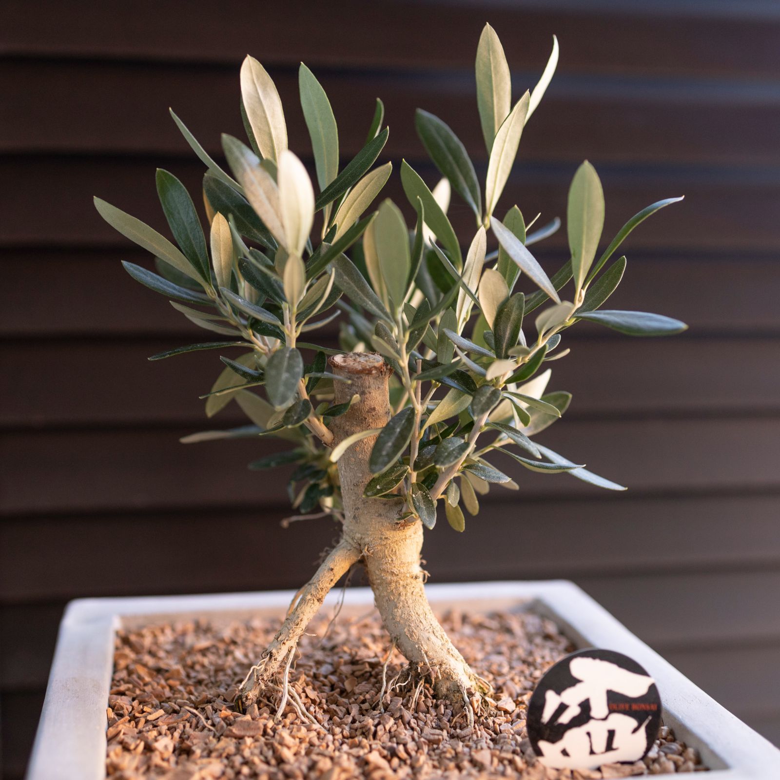 創樹 Olive オリーブの木 根上がり 盆栽 SOUJU Cipressino