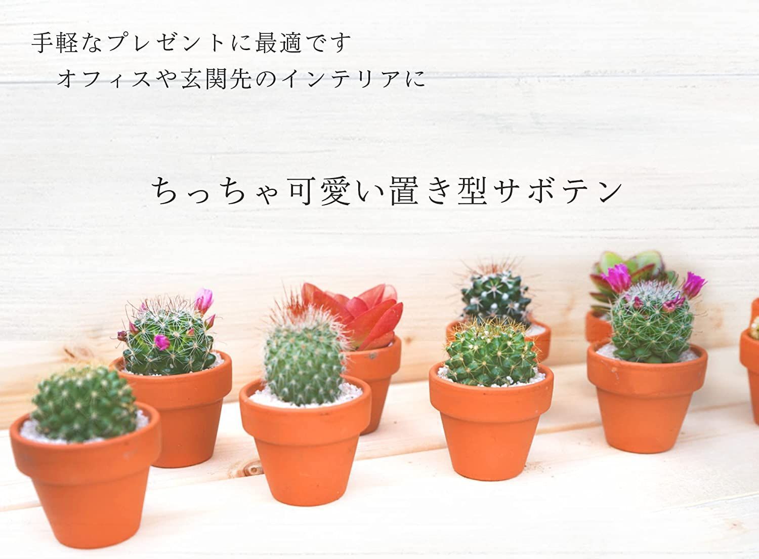 サボテン ６点セット １.５号鉢 (約4.7cm×4.7cm×9cm) 観葉植物