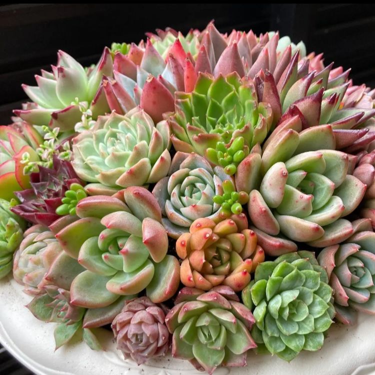 多肉植物　寄せ植え　韓国苗　特大 多肉植物 韓国苗 寄せ植え 大きい - メルカリ