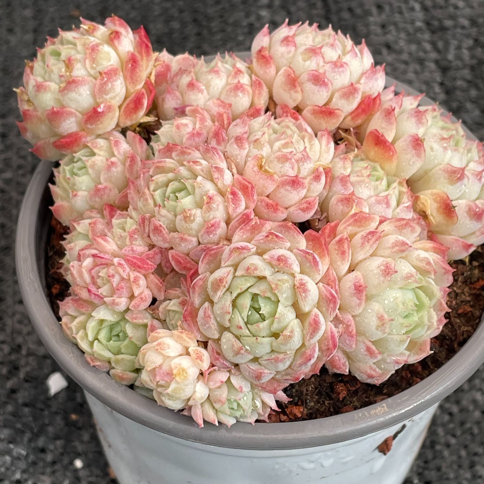 駒*子様 B5003-5　ブルミニマ錦　35株　抜き苗　多肉植物 エケベリア 韓 ブルーミニマ錦 – Bull Succulent