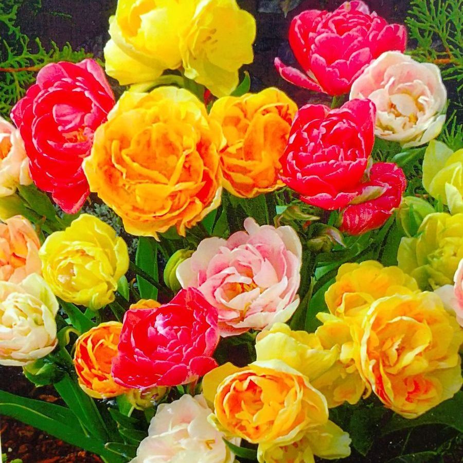 メルカリshops チューリップ球根 アンジェリケ５球根 年末割引品