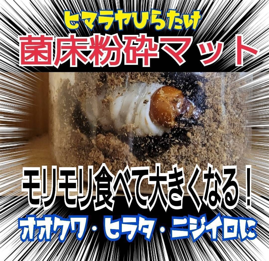 改良版!ヒマラヤひらたけ菌床クワガタマット【60L】瓶やプリンカップ