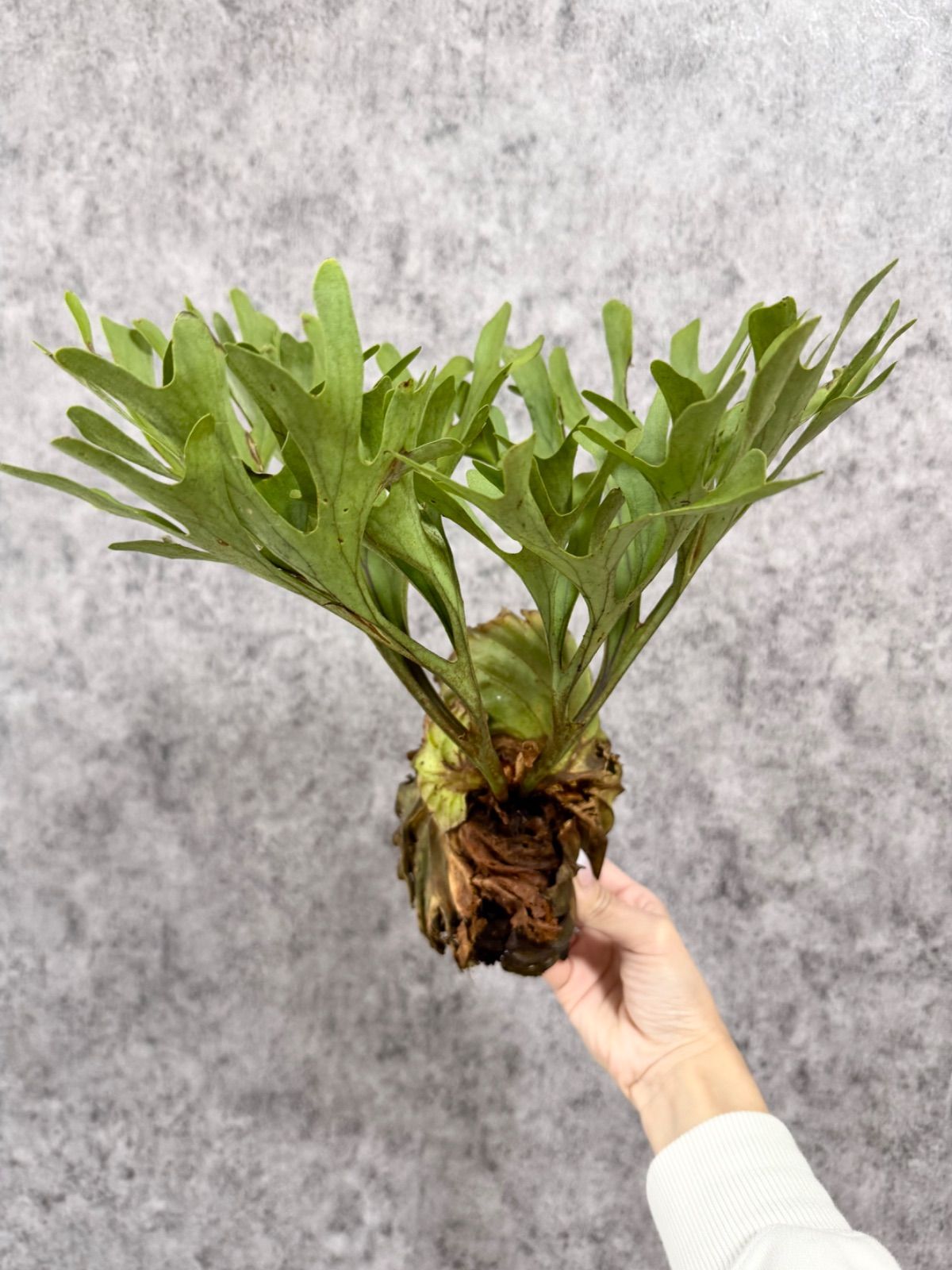 輸入直後新鮮株【Mサイズ】B10 ▽P.ridleyi Wild from Central 輸入直後新鮮株【Mサイズ】B10 ▽P.ridleyi Wild from Central
