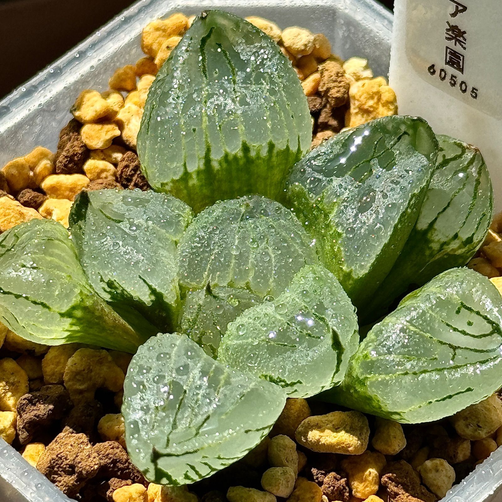 虞美人 Haworthia ハオルチア on