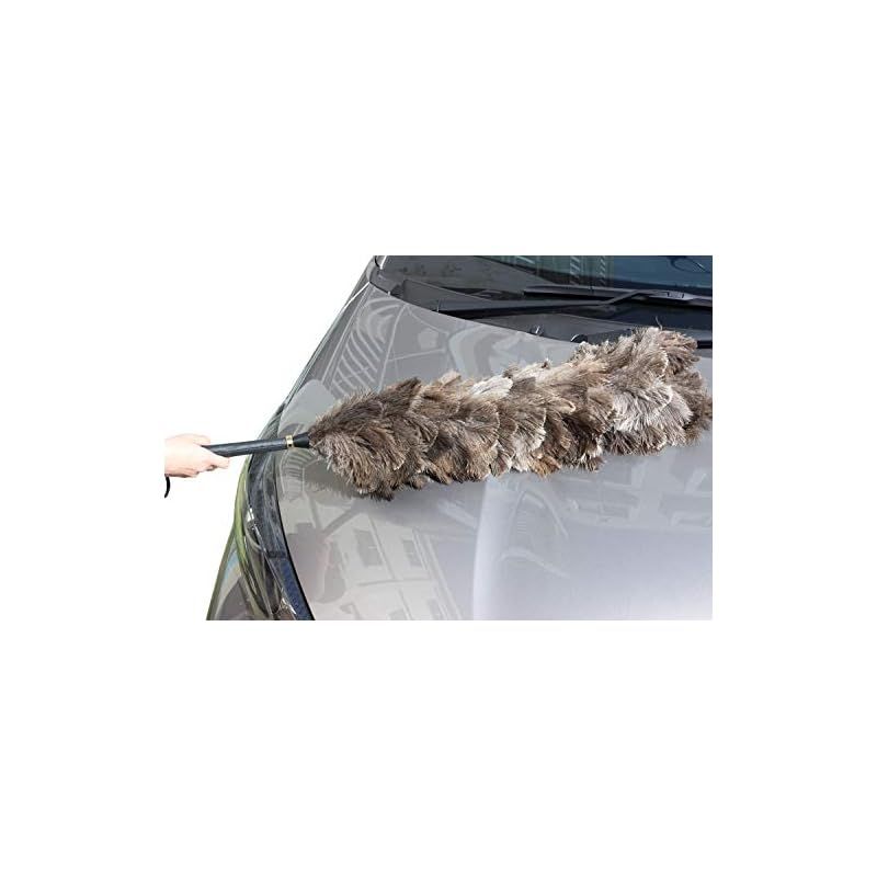 オーストリッチ