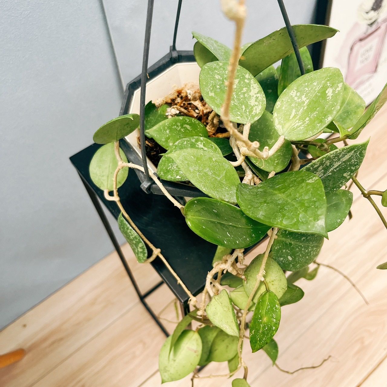 現品］25番 ホヤ パラシティカ 5号 観葉植物 蔓性 かわいい