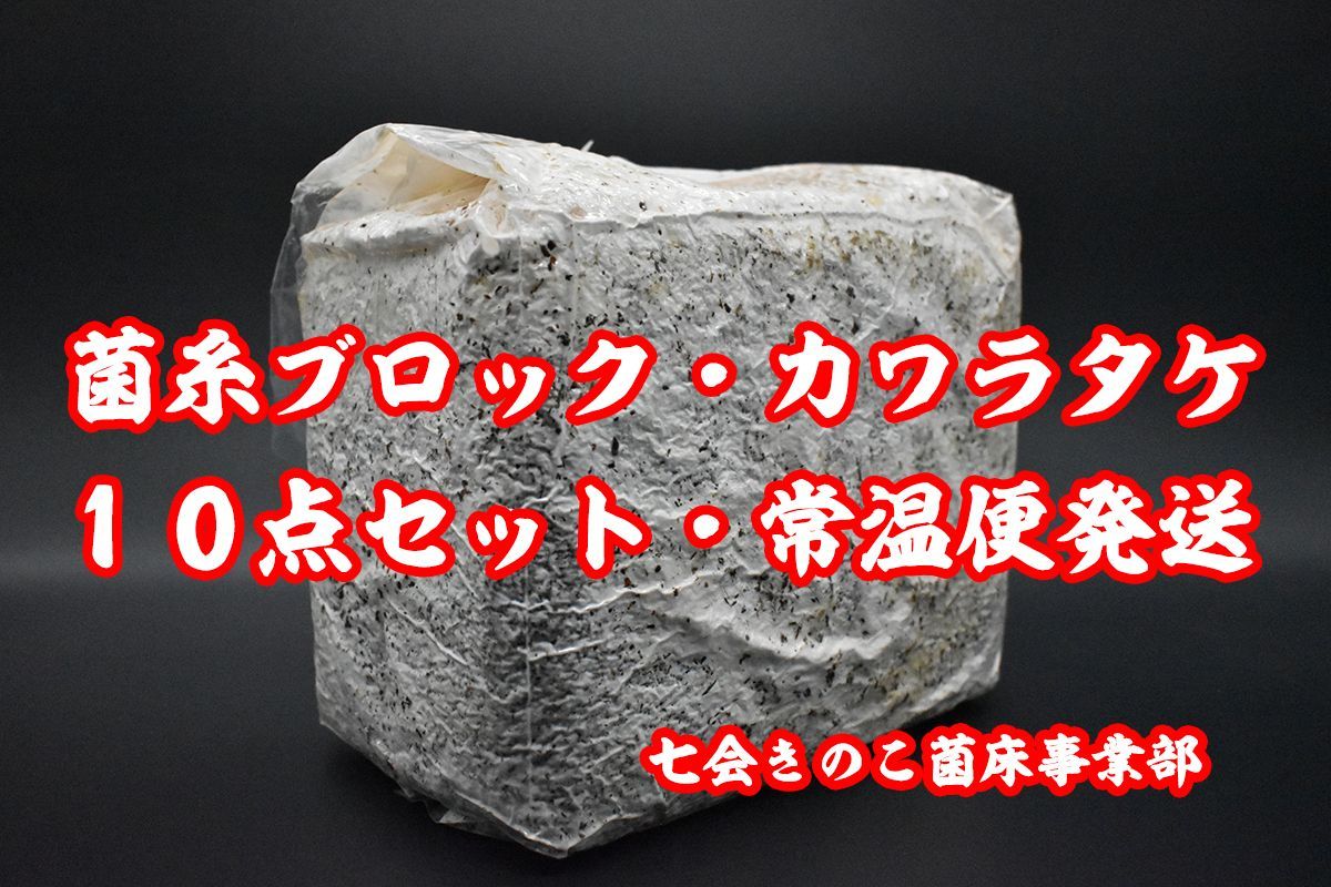 カワラタケ菌糸ブロック 10点 常温便発送