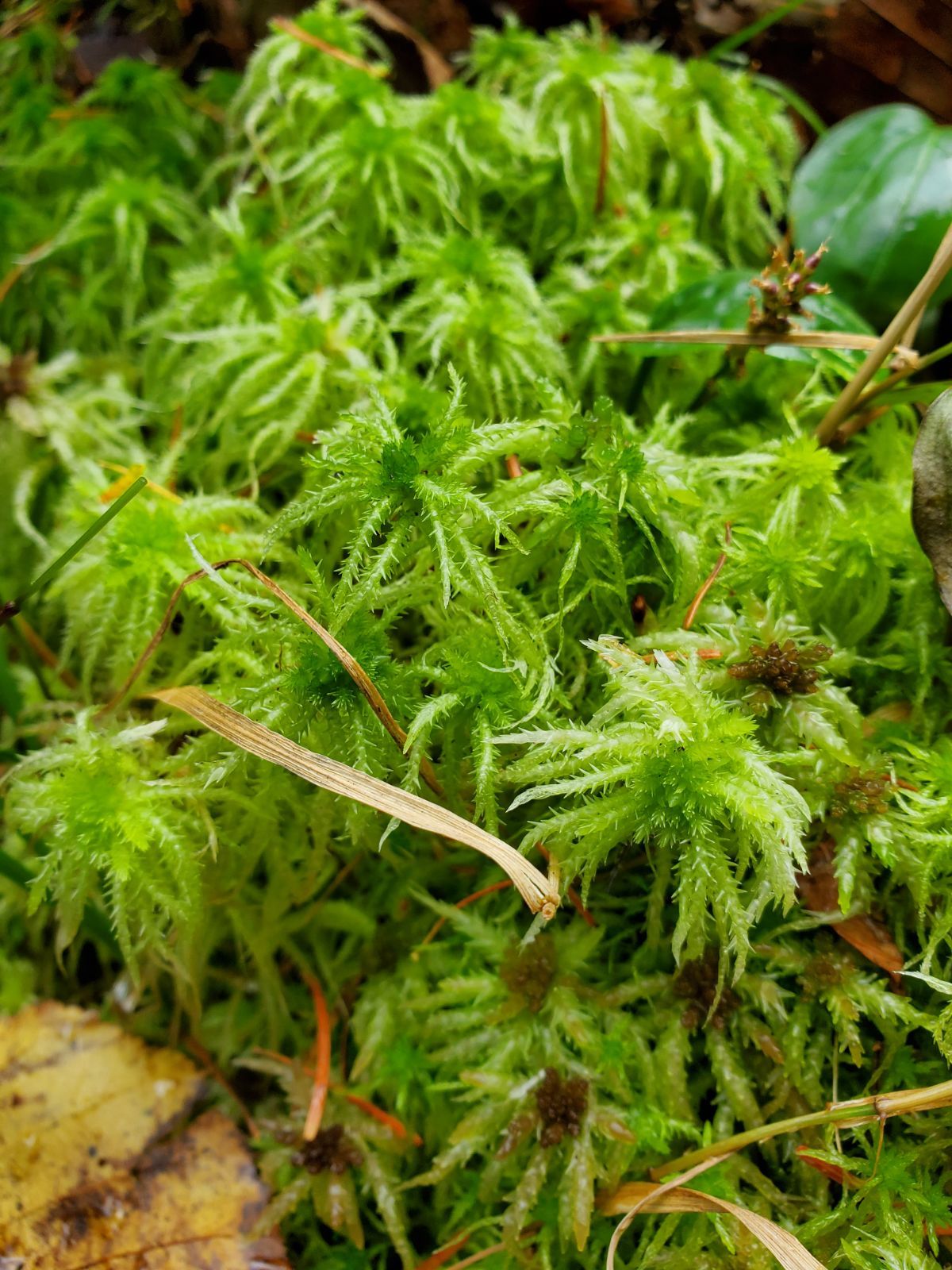 産 上 生水苔 120ダンボール