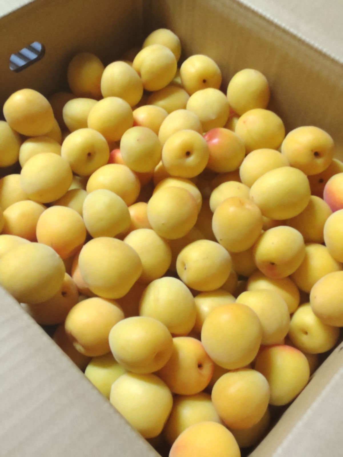 紀南よりお届けです 南高梅 なんこうばい 3Lサイズ以上 優品 完着色梅 9kg クール便発送