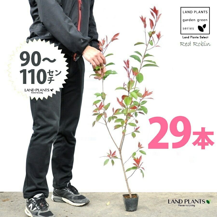レッドロビン 3.5号 苗木 29本 高さ90～110cm 苗 苗木 苗ポット セイヨウカナメ カナメモチ 生垣