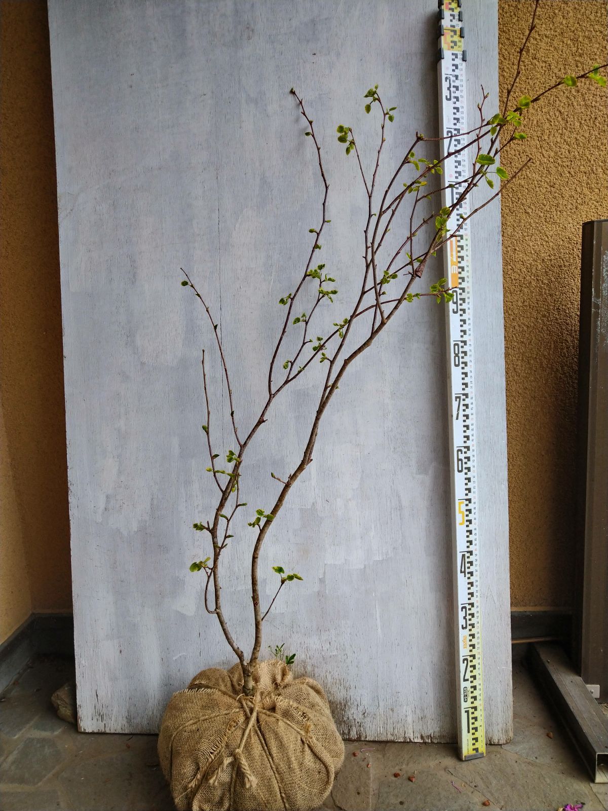 マルバノキエナニシキ株立ち➁ miya様ご ページ