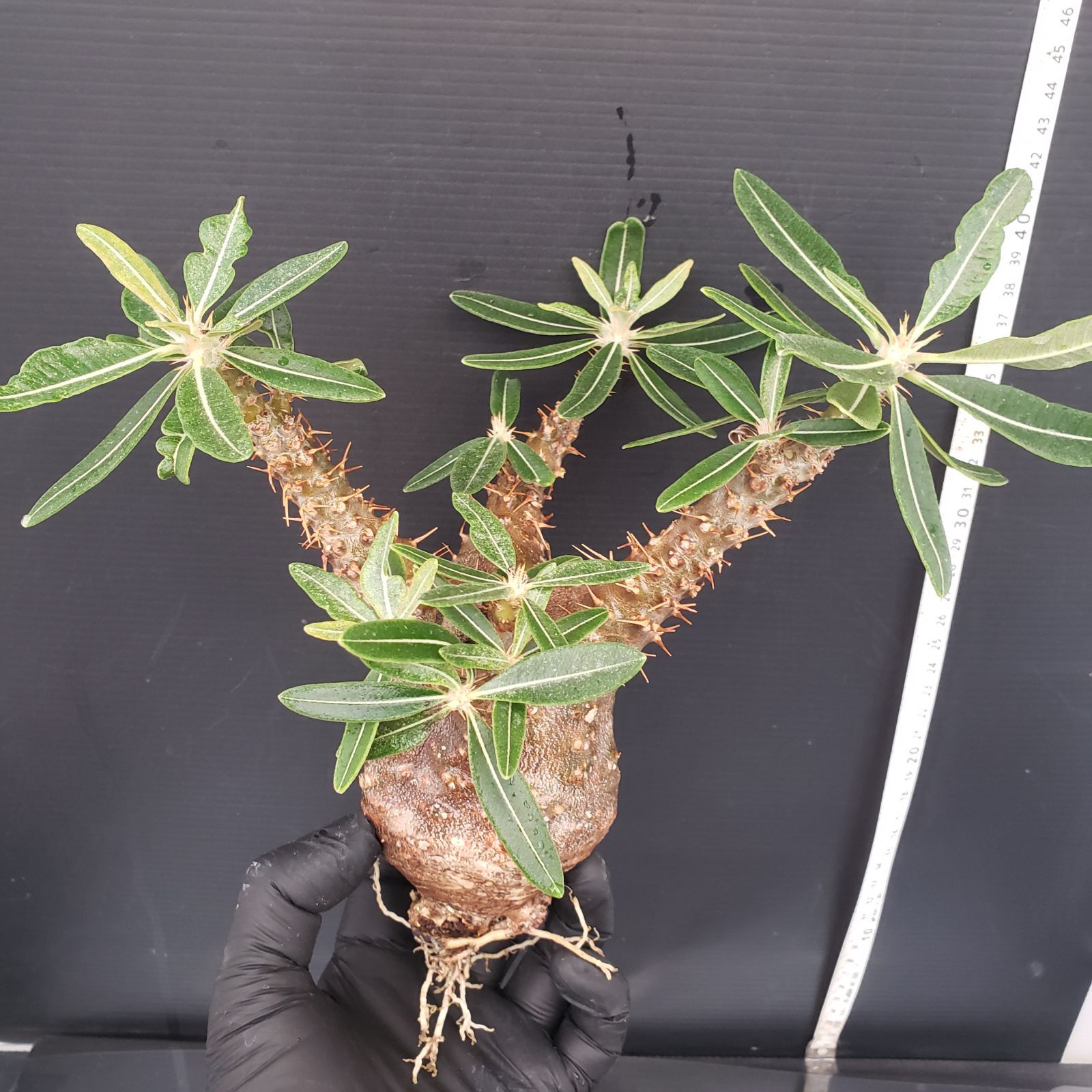 パキポディウム カクチペス 現地球 パキポディウムカクチペス