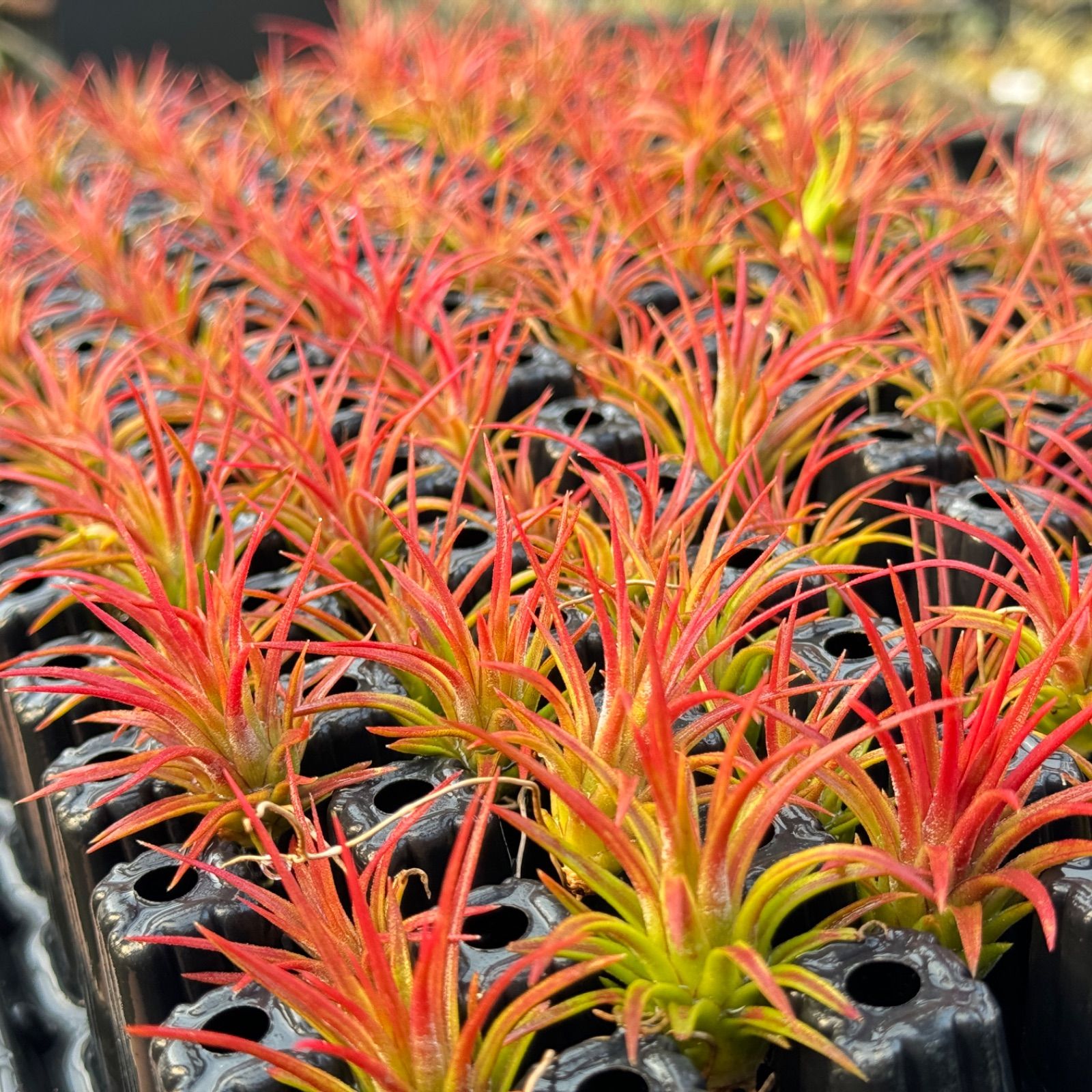 ブラキフィラ大株　ティランジア　ブラジル赤花　エアープランツ　チランジア 中)Tillandsia生産農場参考画像販売＊(約)φ4×4cm前後1株＊真冬の